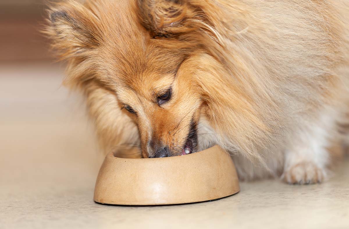 Скільки сухого корму потрібно давати собаці в день