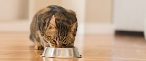 Скільки сухого корму потрібно кішці?