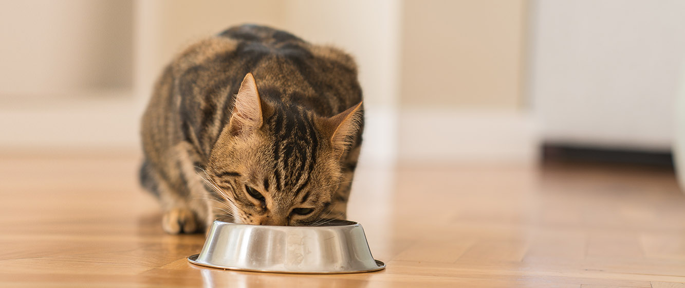 Скільки сухого корму потрібно кішці