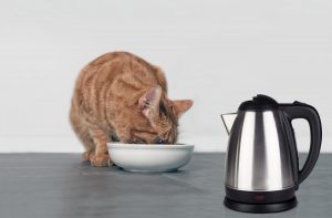 Як правильно розмочувати сухий корм.