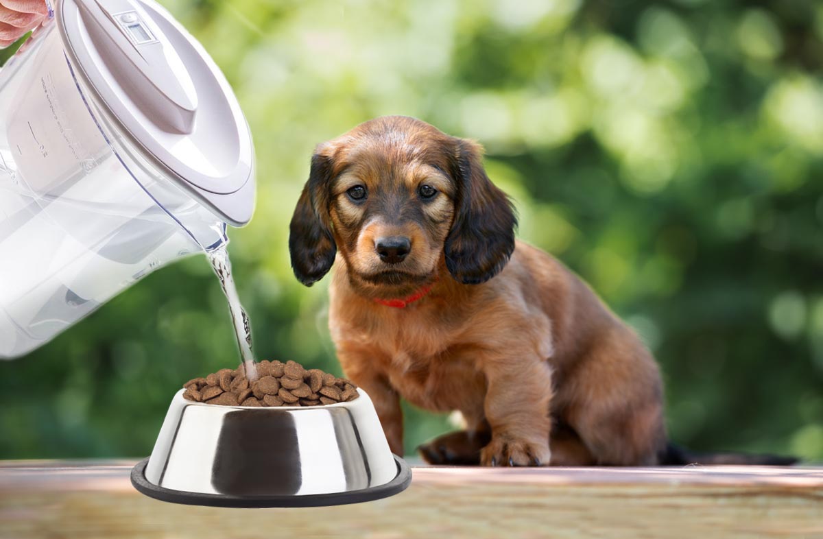 Як правильно розмочувати сухий корм для цуценят