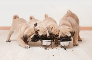 Як розрахувати сухий корм для цуценя.