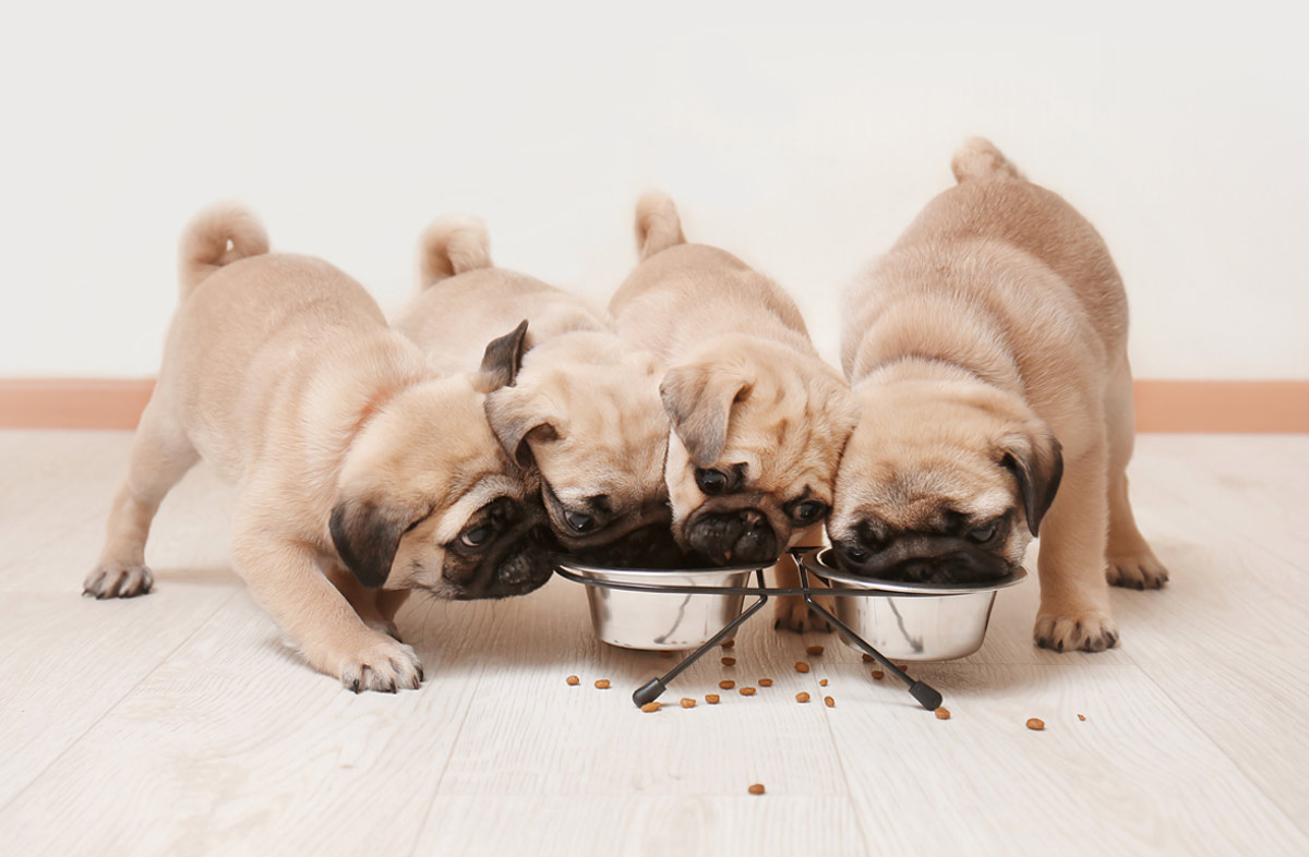 Як розрахувати сухий корм для цуценя