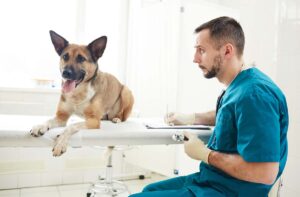 Алергія на сухий корм.