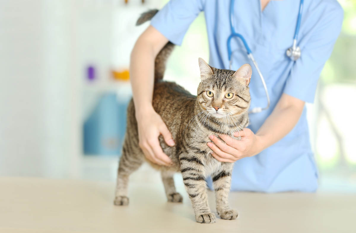 Чому кота рве від сухого корму і що робити власнику