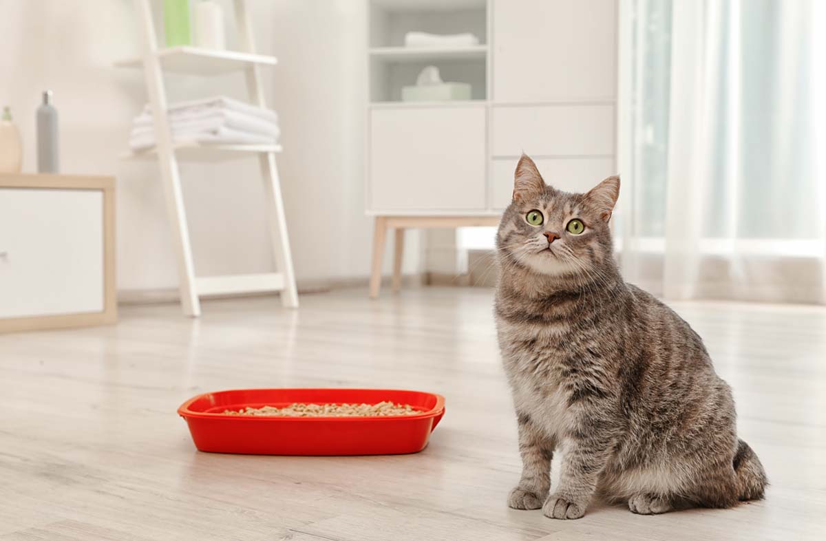 Чи буває пронос від сухого корму