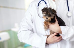 Чи бувають хвороби від сухого корму?