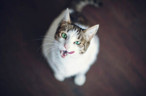 Чи годувата кота сухим кормом?