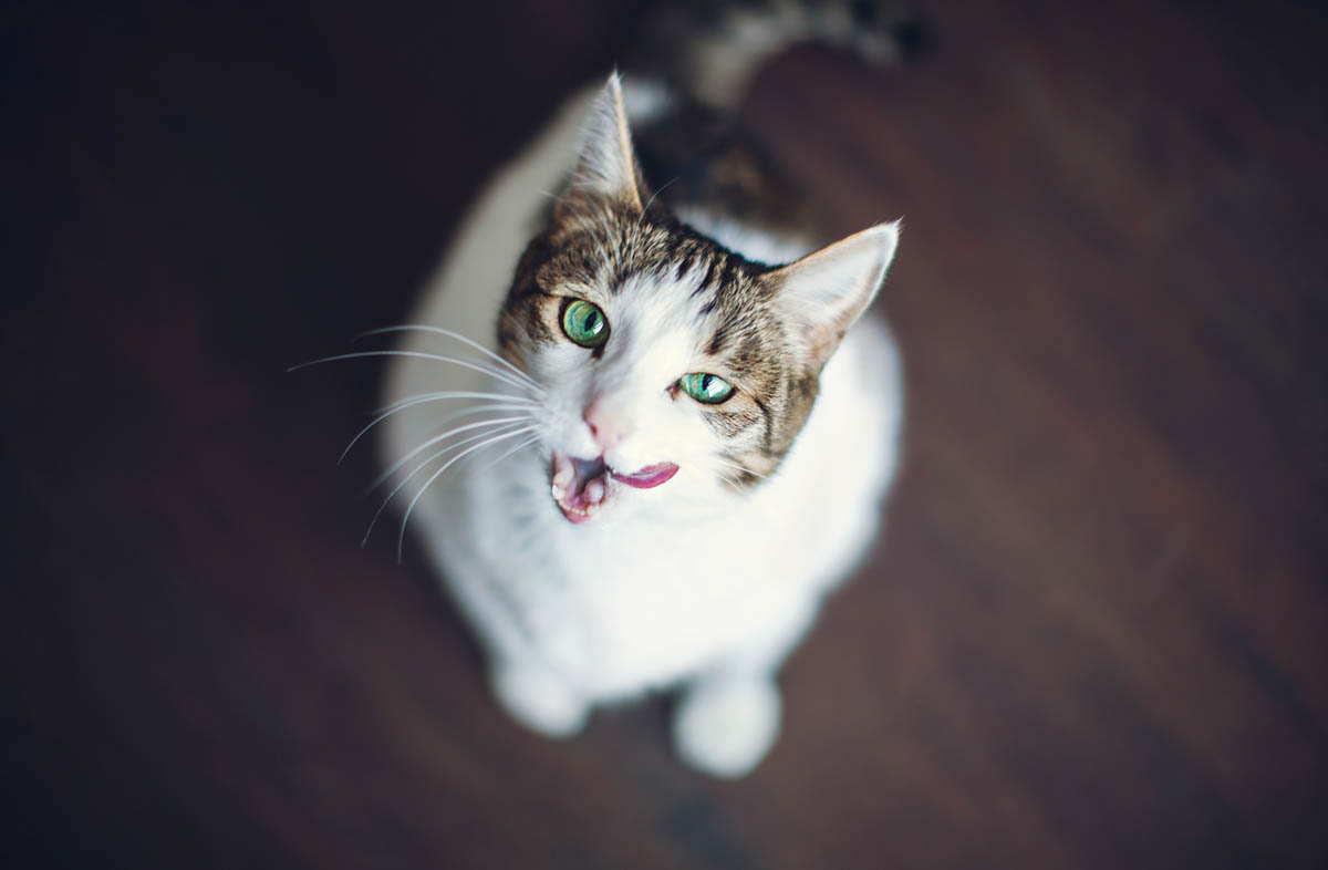 Чи годувата кота сухим кормом