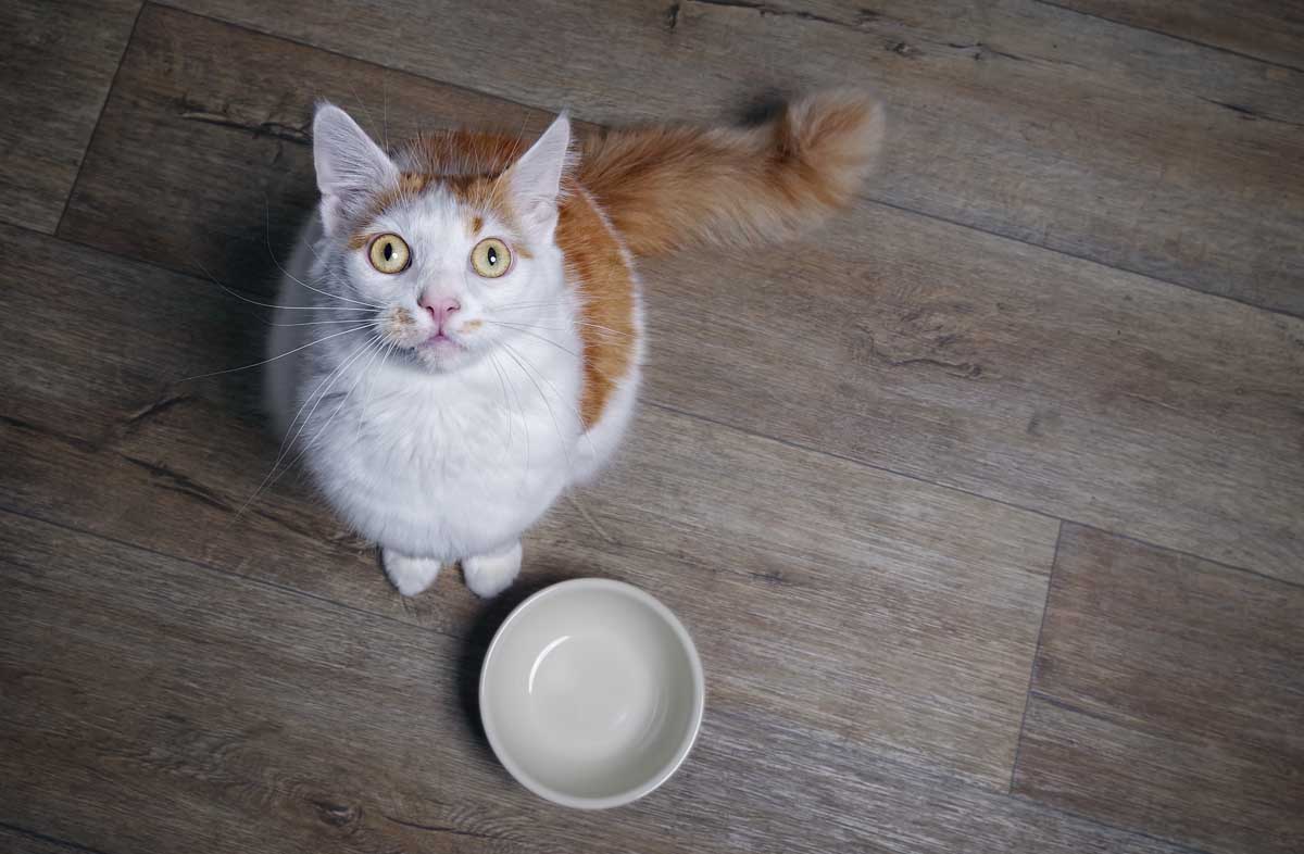 Чи годувати кішку сухим кормом