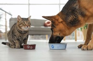 Чи годувати сухим кормом вихованця? 5 аргументів «за».