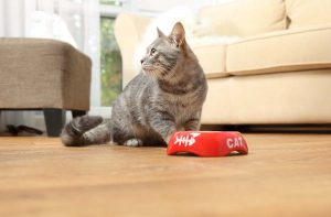 Чи можна давати котам сухий корм?