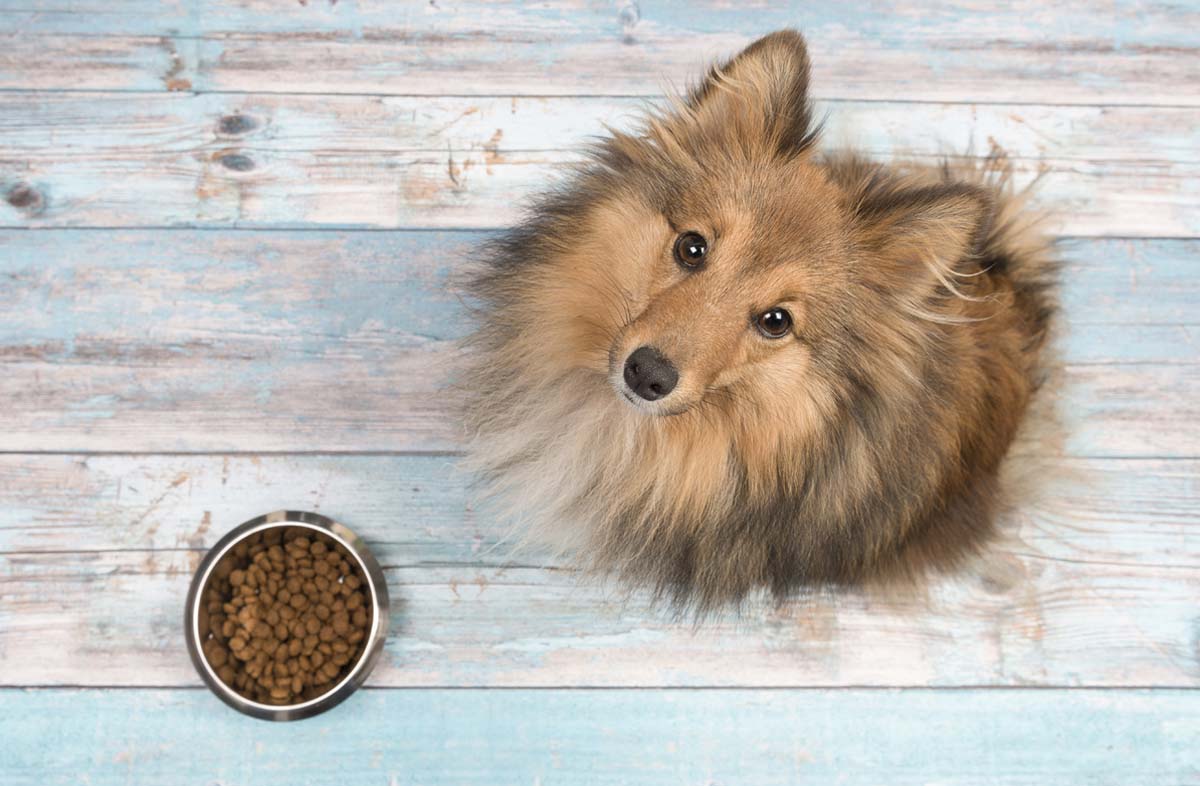 Чи можна давати собакам сухий корм