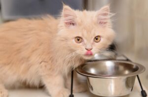 Чи можна давати сухий корм для дорослих кошеняті?