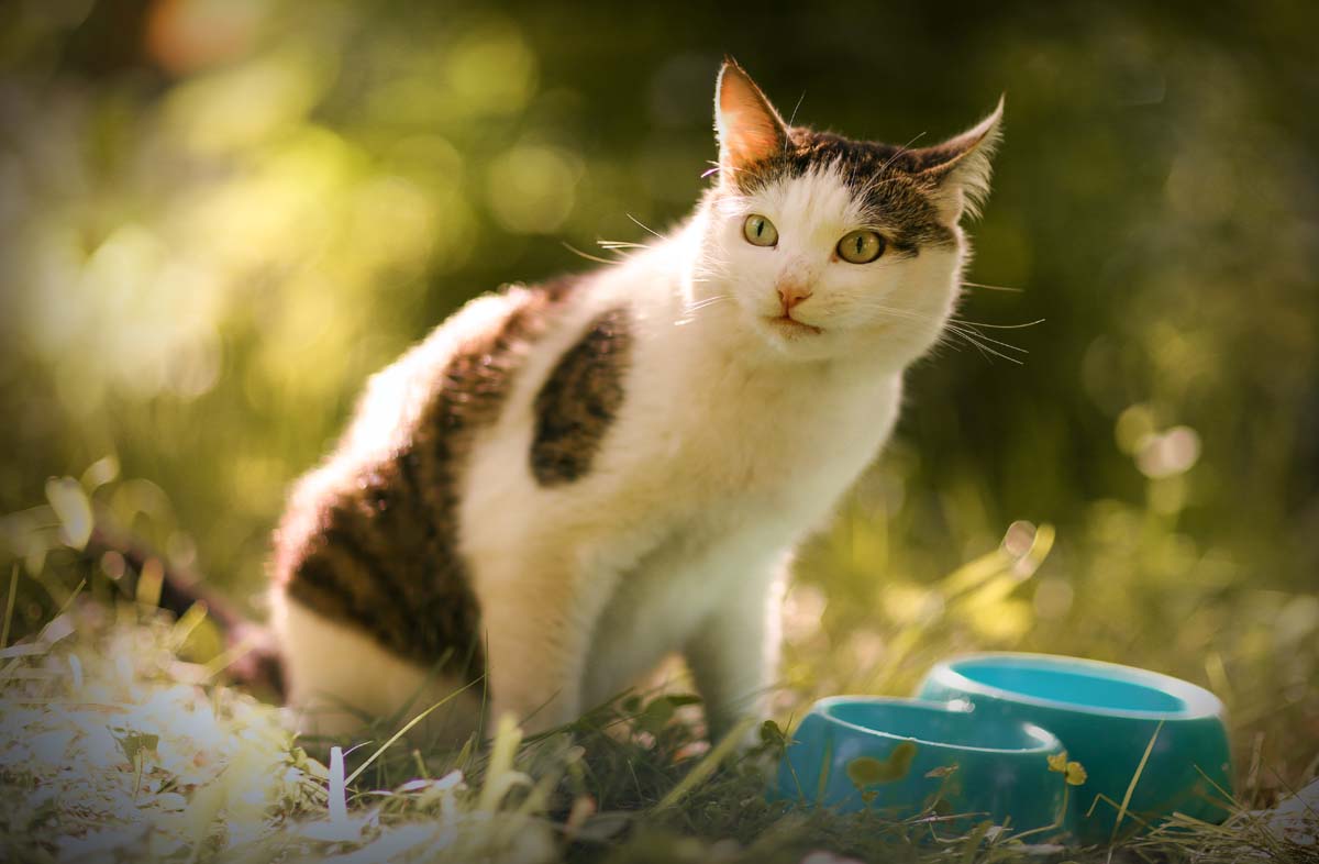 Чи можна годувати кішку тільки сухим кормом