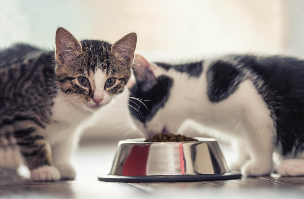 Чи можна годувати кошеня тільки сухим кормом