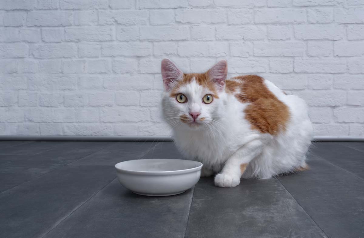 Чи можна годувати кота різними сухими кормами