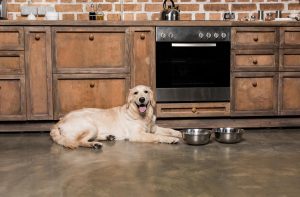 Чи можна годувати собаку тільки сухим кормом?