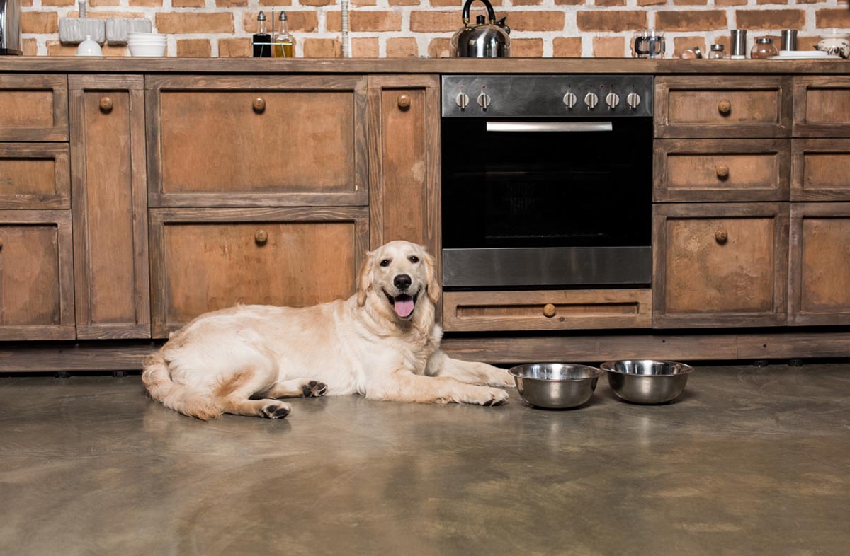 Чи можна годувати собаку тільки сухим кормом