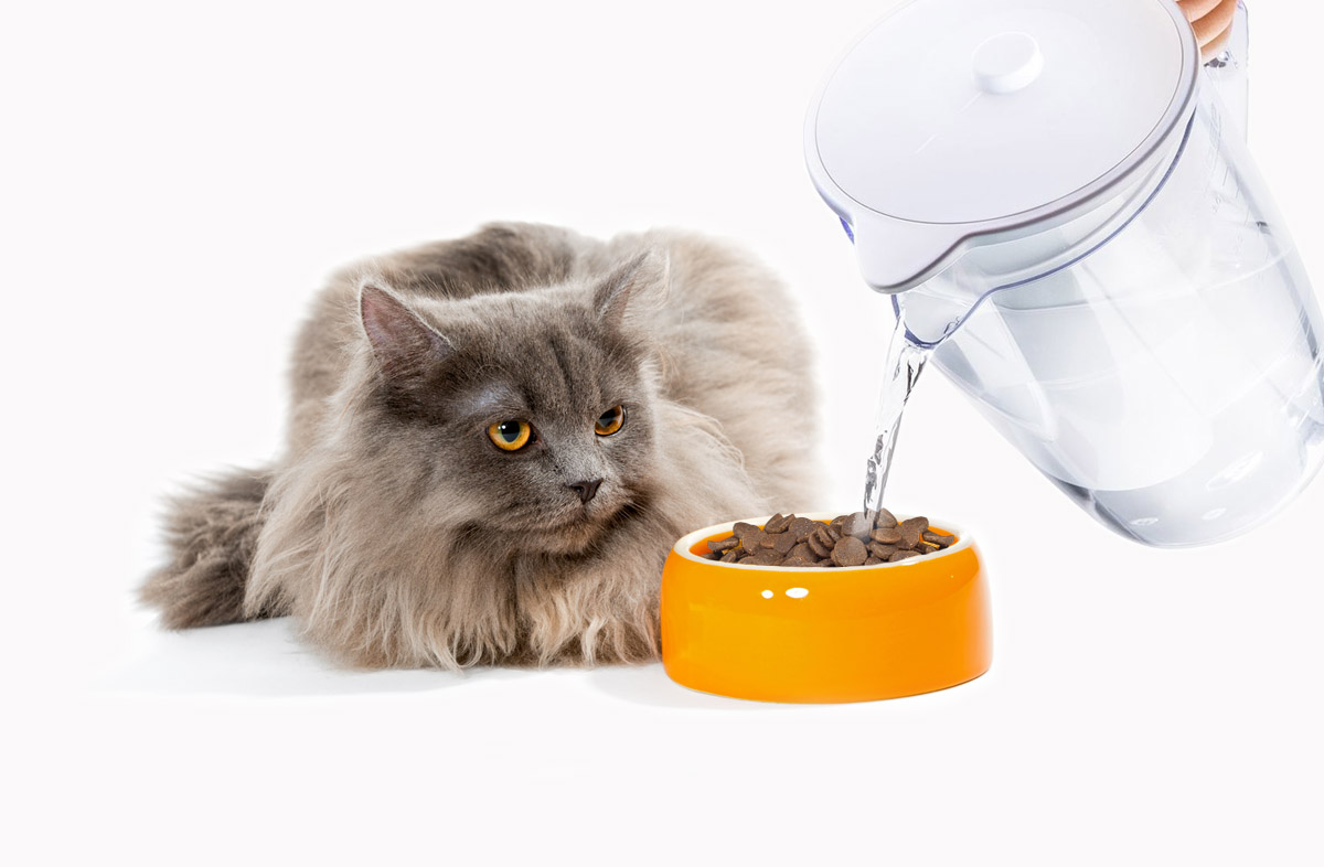Чи можна розмочувати сухий корм для кішок