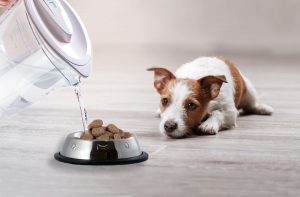 Чи можна розмочувати сухий корм для собак?