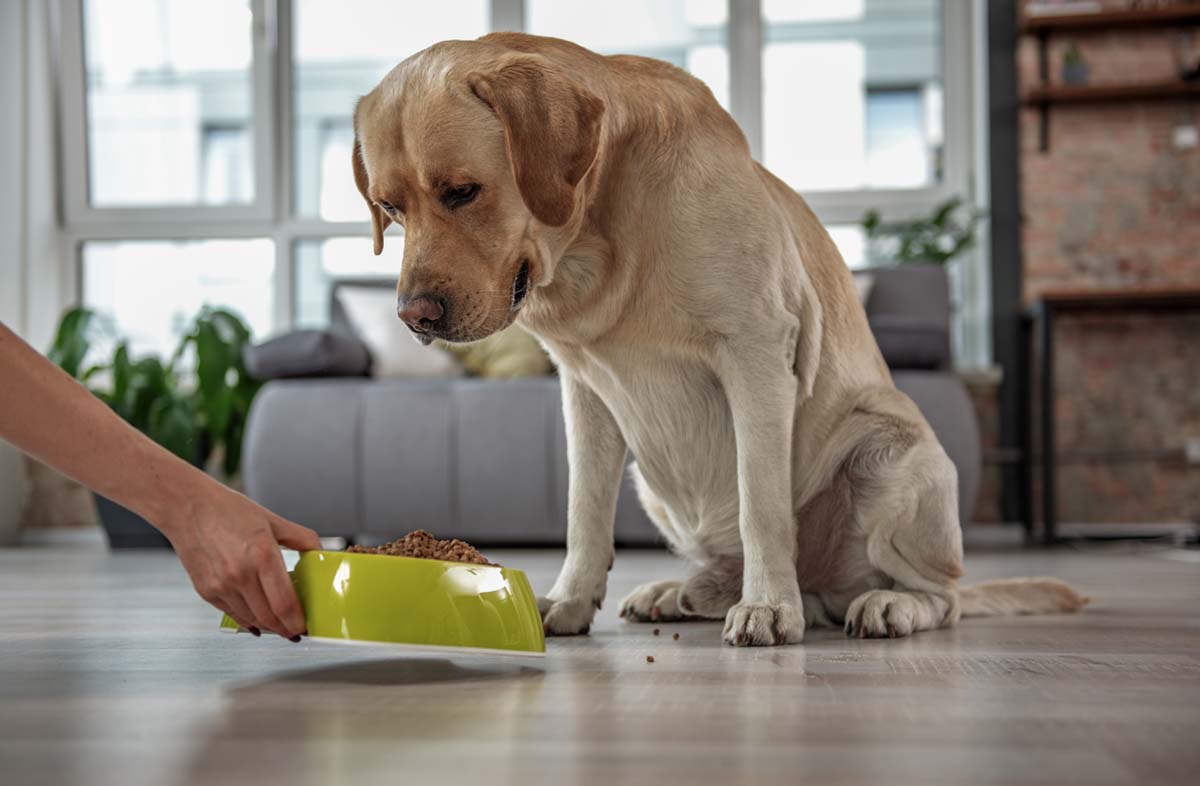 Чи можна змішувати сухий корм для собак