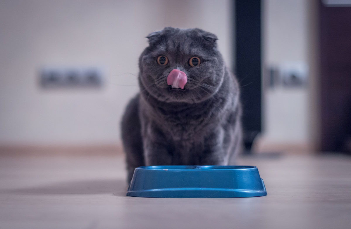 Чи потрібен кішкам сухий корм