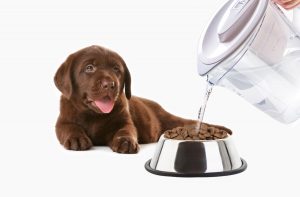 Чи потрібно розмочувати сухий корм для цуценят?