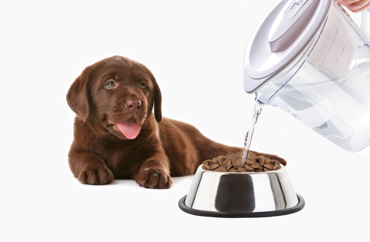 Чи потрібно розмочувати сухий корм для цуценят