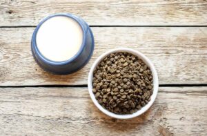 Чи сумісні сухий корм і молоко?