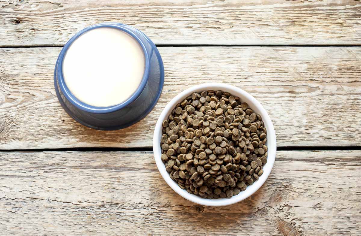 Чи сумісні сухий корм і молоко
