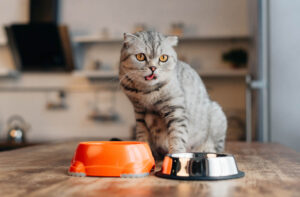 Чим годувати кота, крім сухого корму?