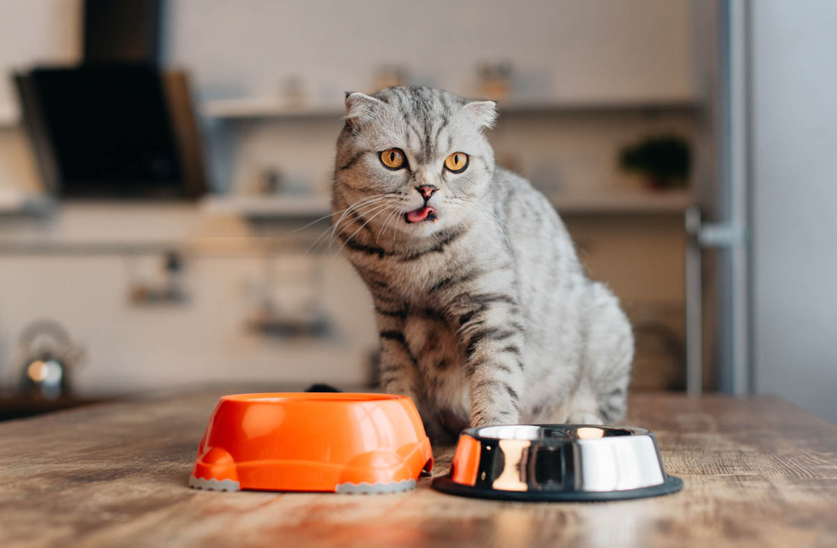 Чим годувати кота, крім сухого корму