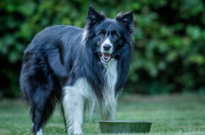 Чим годувати собак, крім сухого корму?