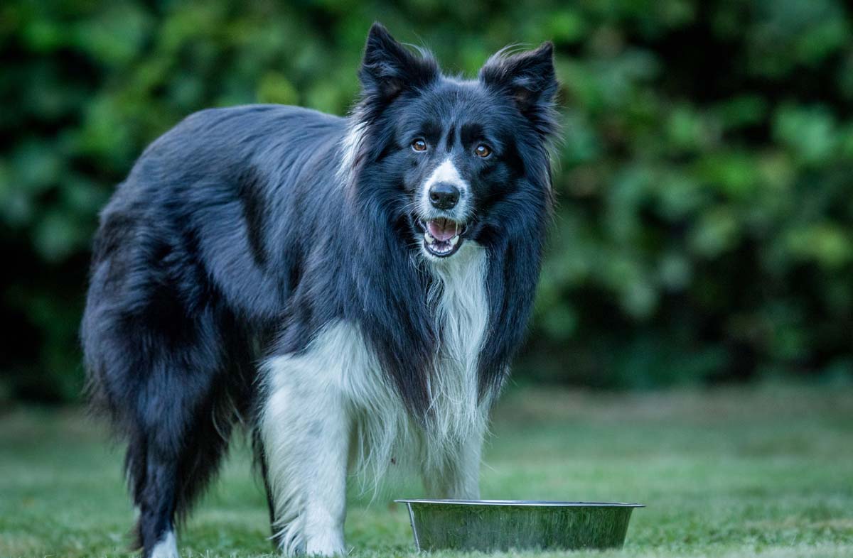 Чим годувати собак, крім сухого корму