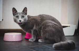 Чим відрізняється сухий корм для кішок.