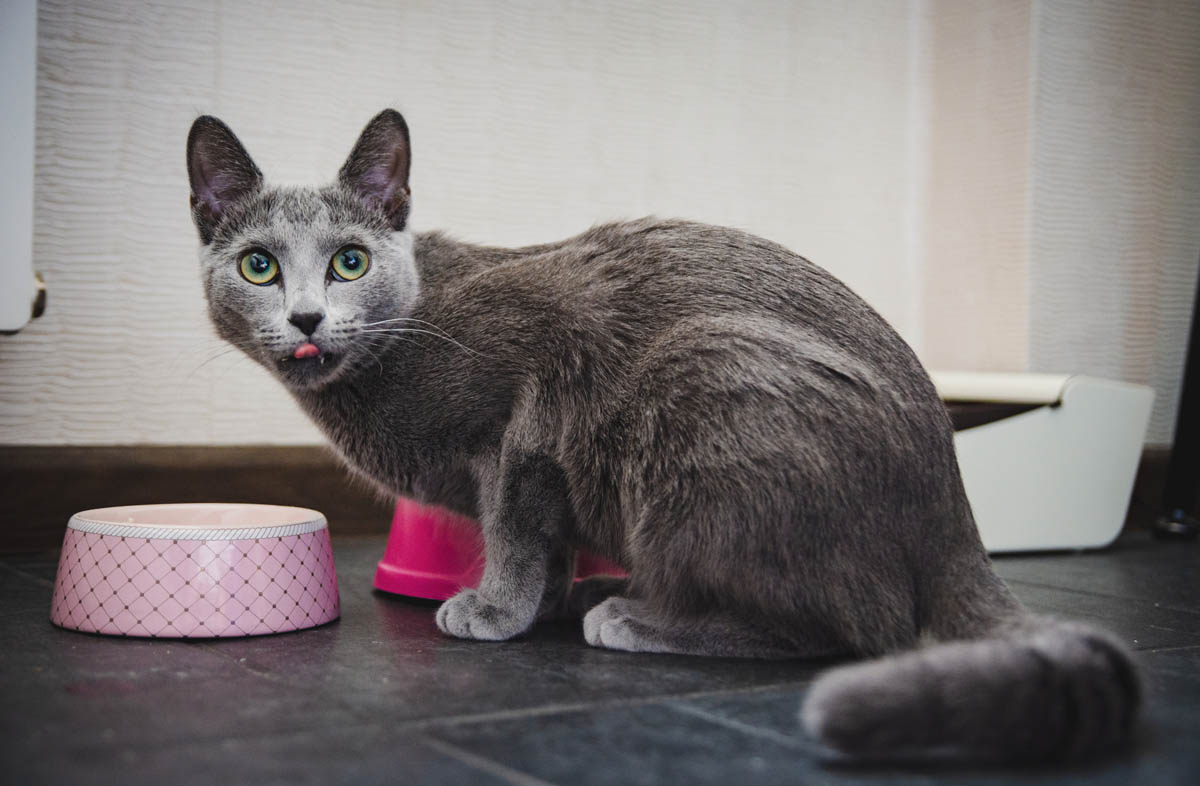 Чим відрізняється сухий корм для кішок