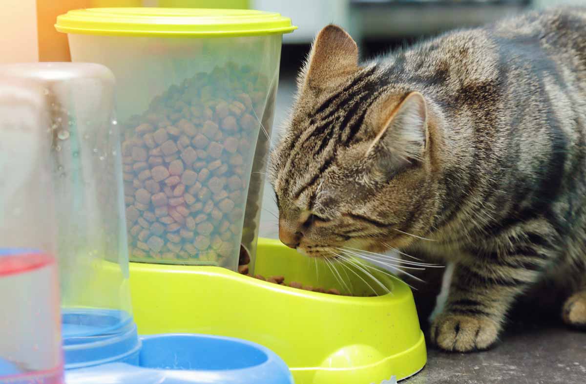 Дозатори сухого корму