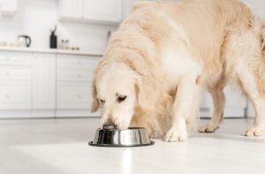 Дозування сухого корму для собак.