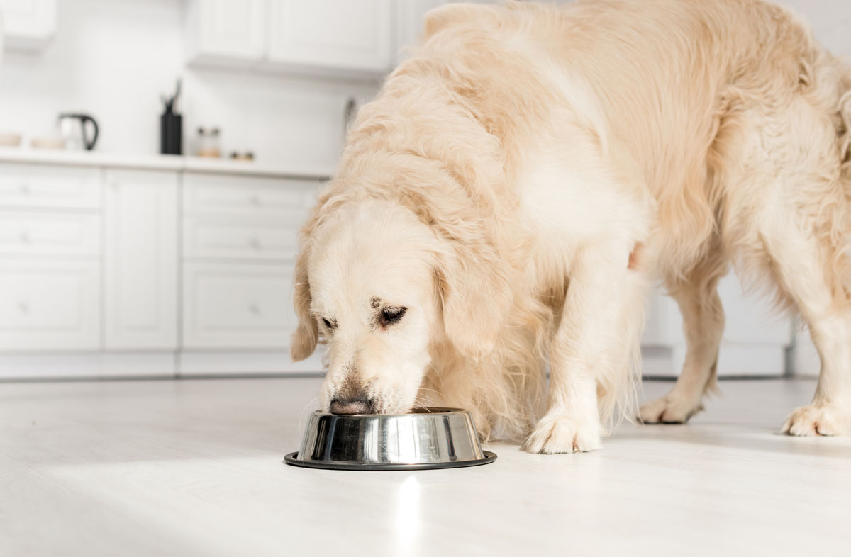 Дозування сухого корму для собак