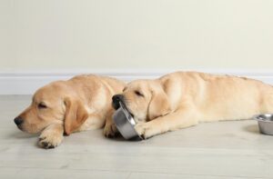 Дозування сухого корму для цуценят.