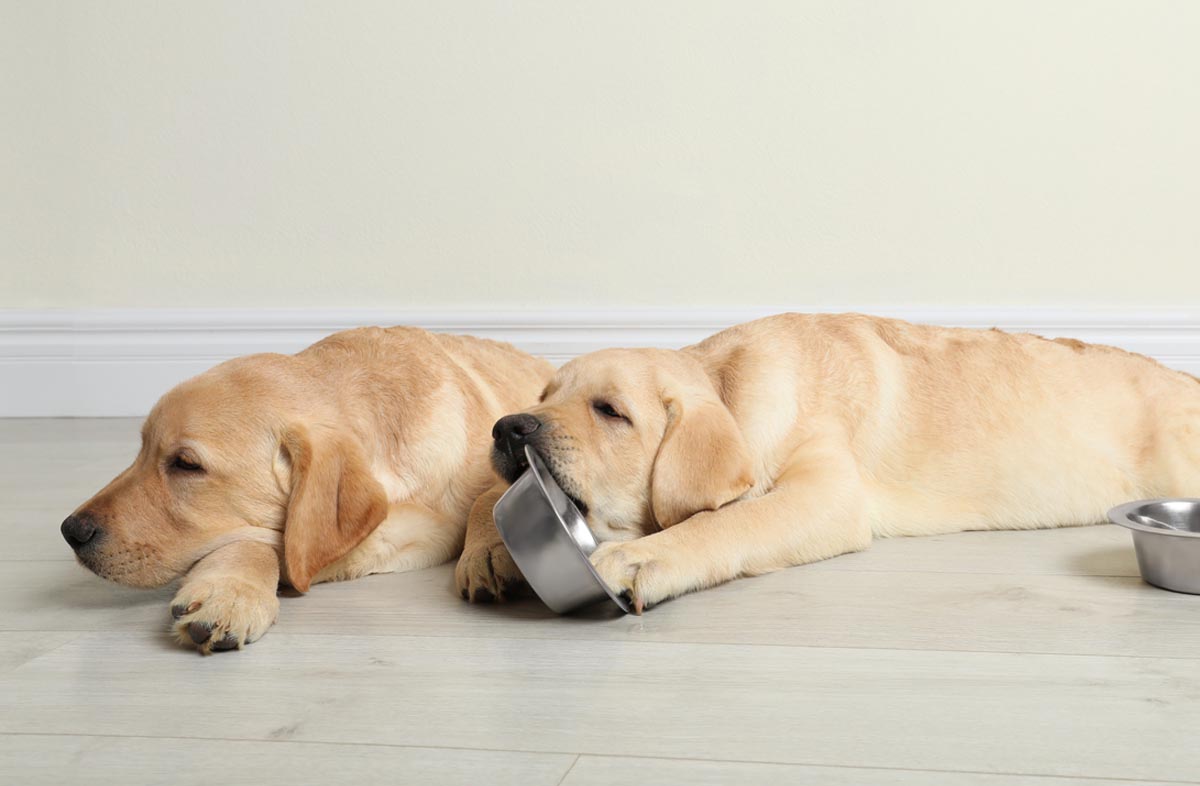 Дозування сухого корму для цуценят