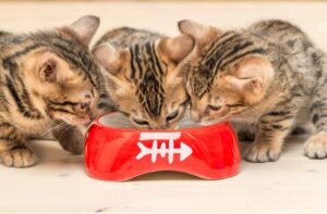 Годування кошеня сухим кормом.