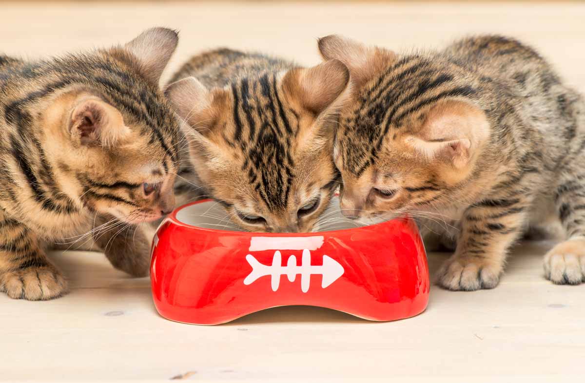 Годування кошеня сухим кормом