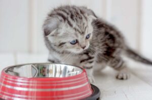 Годування кошенят сухим кормом.