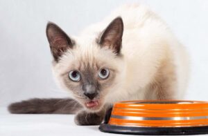 Харчування кота сухим кормом: особливості та переваги.