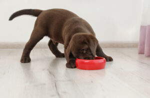 Харчування цуценят сухими кормами.