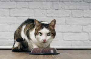 Хороший котячий сухий корм: який він?