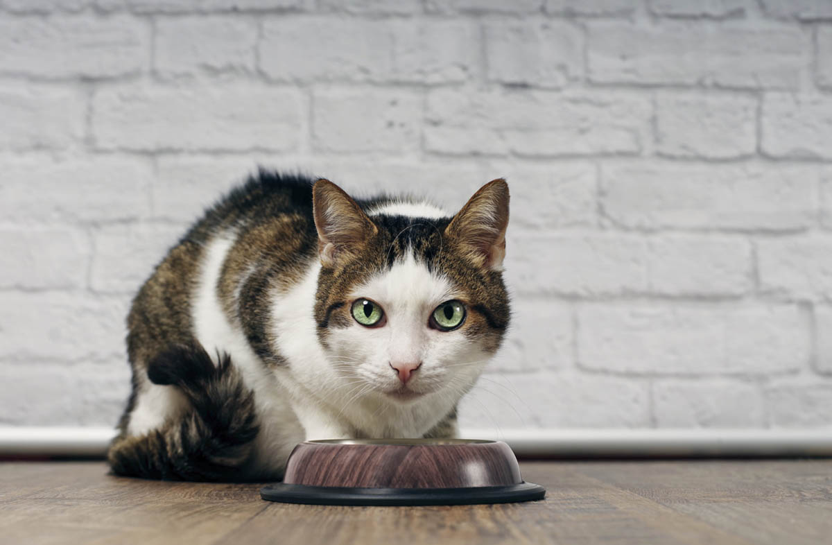 Хороший котячий сухий корм: який він