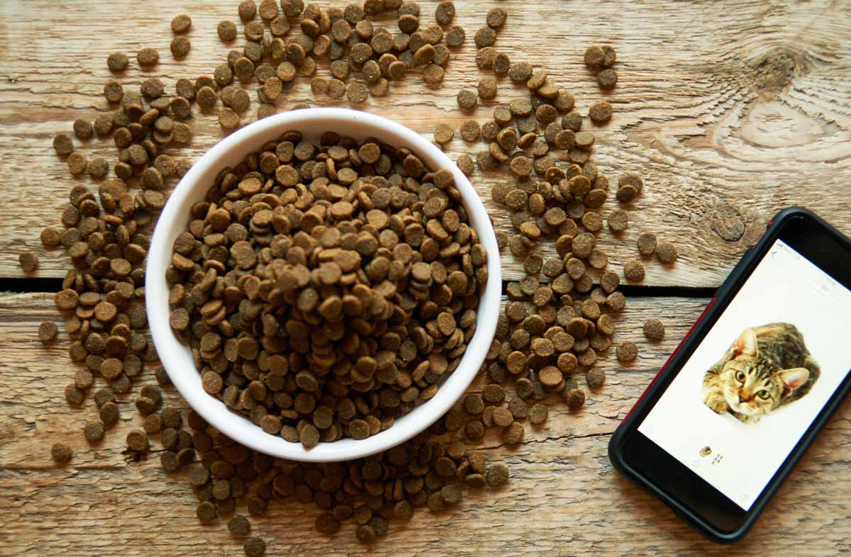 Хороший сухий корм для кішок: 7 ознак